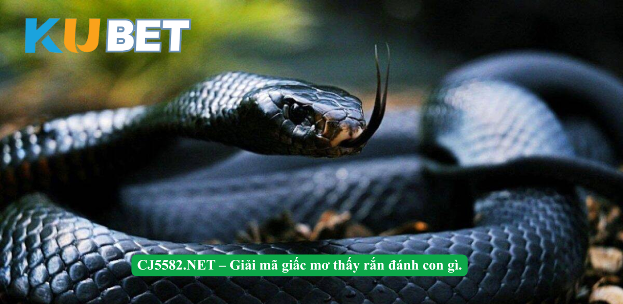 CJ5582.NET – Giải mã giấc mơ thấy rắn đánh con gì.