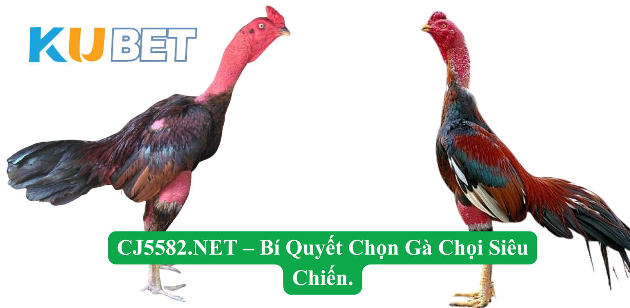 CJ5582.NET – Bí Quyết Chọn Gà Chọi Siêu Chiến