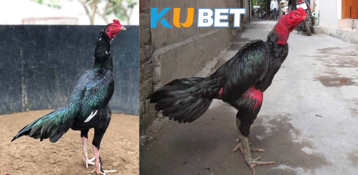 CJ5582.NET – Gà Ô Là Gì? Bí Kíp Chọn Gà Ô Chiến