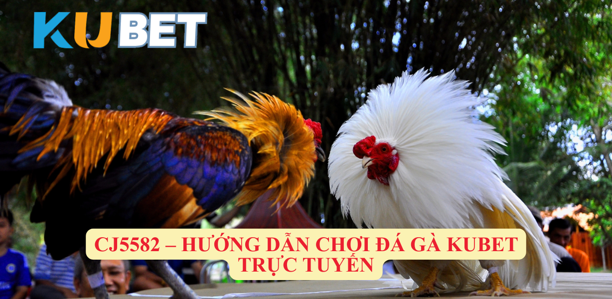 CJ5582 – Hướng Dẫn Chơi Đá Gà Kubet Trực Tuyến - Trải Nghiệm Đấu Trường Đá Gà Đầy Hứa Hẹn