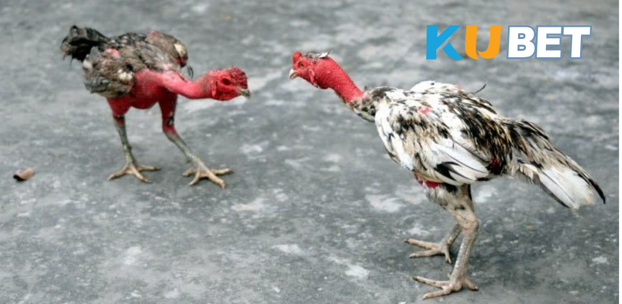 Gà ít bệnh, tuổi thọ cao, có thể dùng làm giống