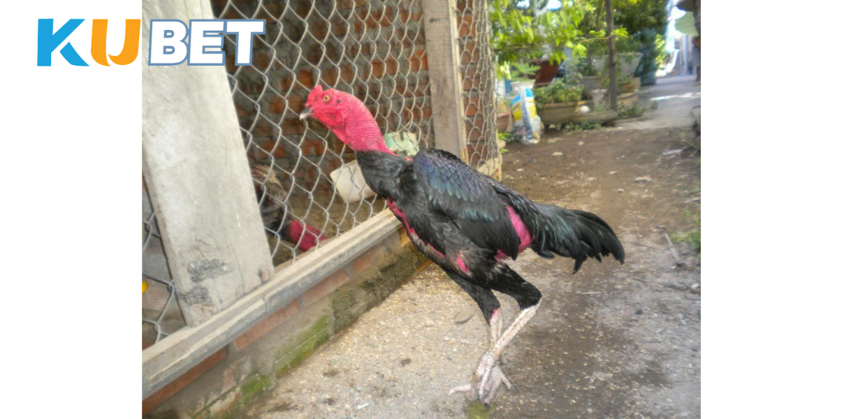 Gà Ô là giống gà chọi nổi bật với đặc điểm bộ lông đen tuyền, thể hiện sức mạnh và oai vệ.