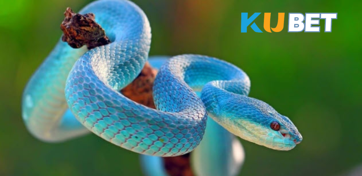 Một phần thú vị khi giải mã giấc mơ về rắn là việc tìm ra con số liên quan đến giấc mơ