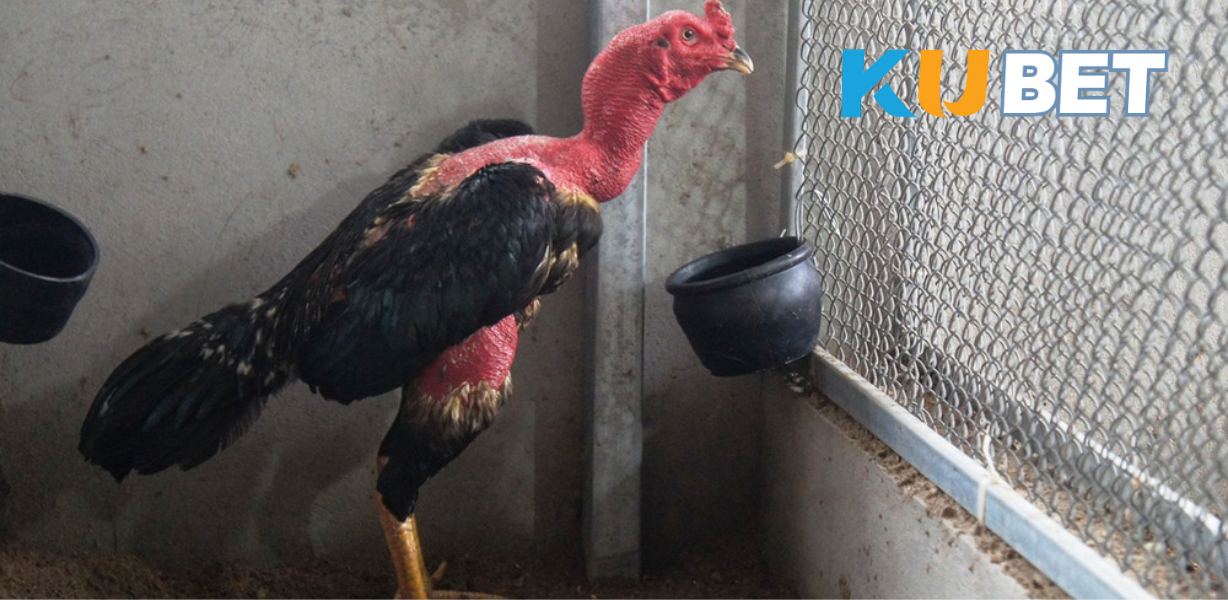 Gà chọi siêu chiến phải có thân hình cân đối