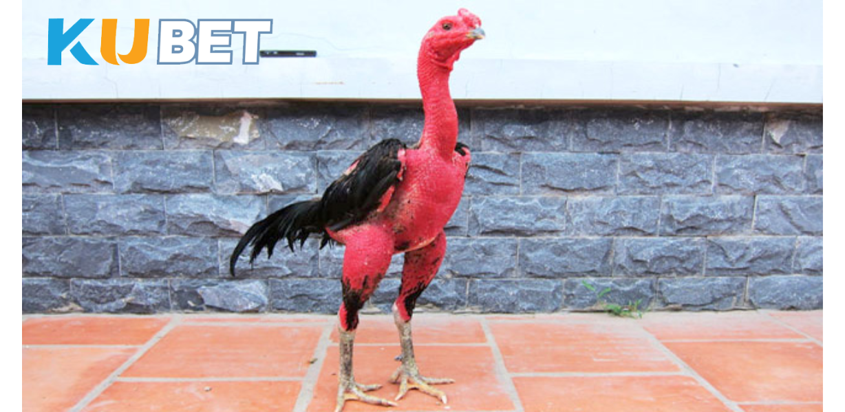 Để gà Ô chiến có thể phát huy tối đa khả năng, bạn cần áp dụng cách nuôi dưỡng và huấn luyện hợp lý.