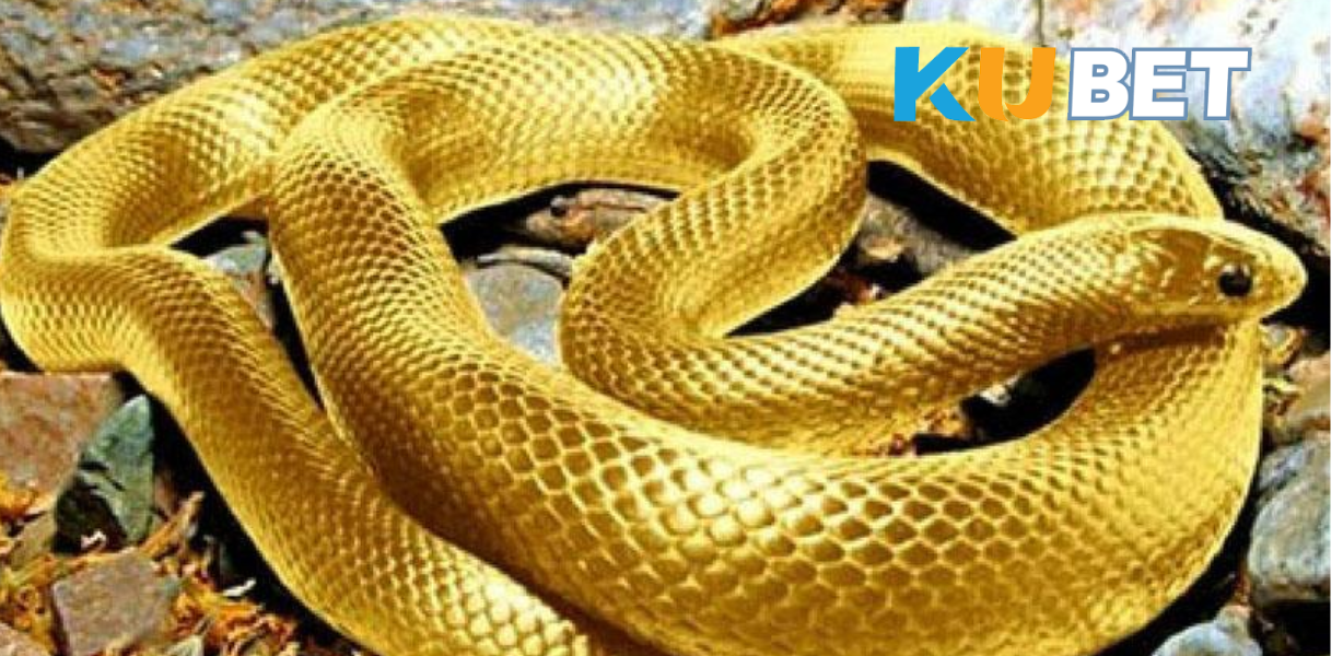 Không nhất thiết phải là điềm xấu. Giấc mơ thấy rắn có thể mang nhiều ý nghĩa khác nhau