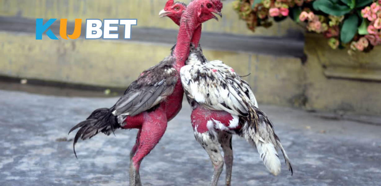 Gà chọi, một môn thể thao đậm chất dân tộc và truyền thống