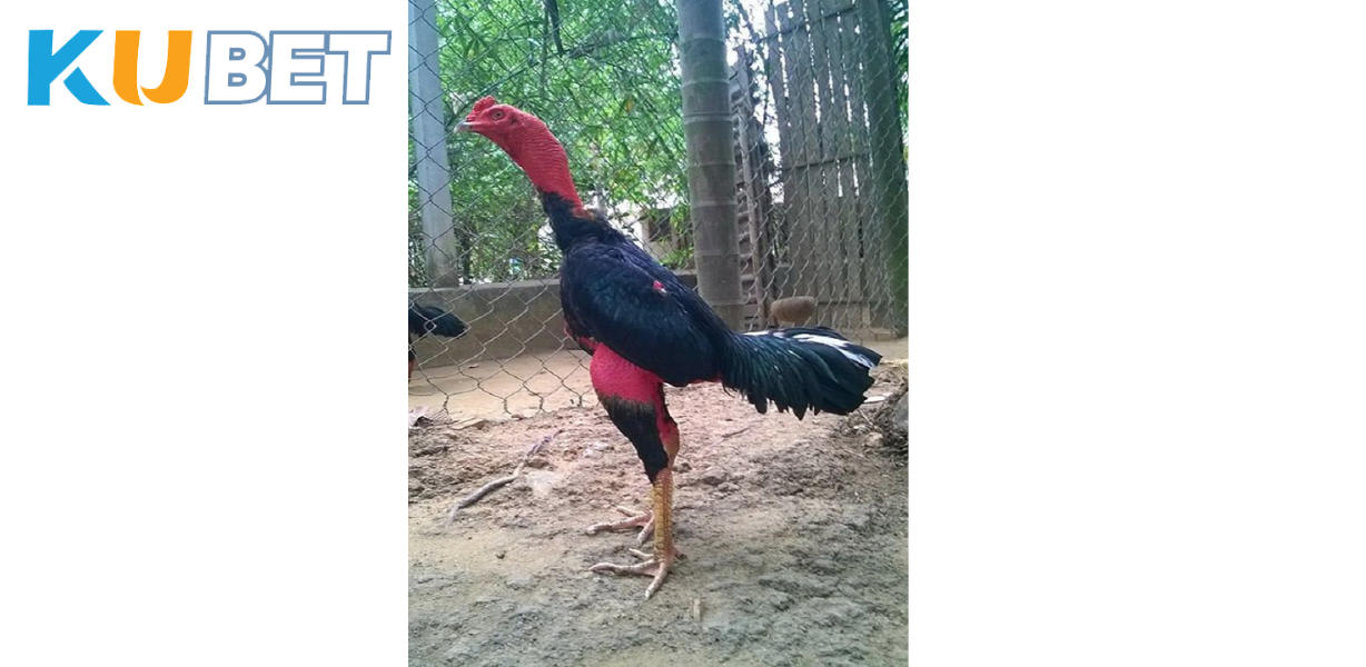 Một trong những điểm mạnh của gà Ô chính là độ lì đòn