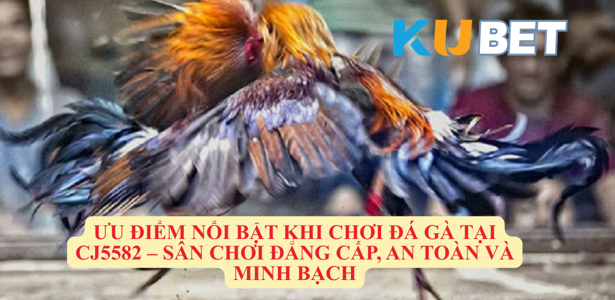 Ưu Điểm Nổi Bật Khi Chơi Đá Gà Tại CJ5582 – Sân Chơi Đẳng Cấp, An Toàn Và Minh Bạch