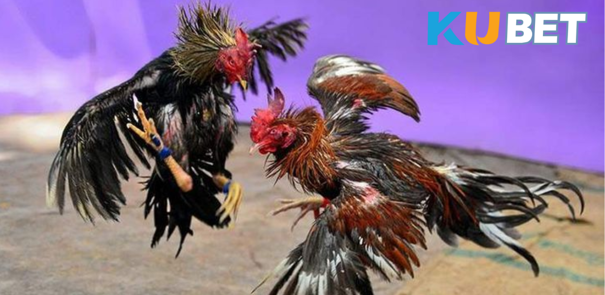 Với sảnh GA28 tại CJ5582.NET, người chơi có thể dễ dàng nhấn vào link chính thức để theo dõi các trận đá gà đỉnh cao của tuần.