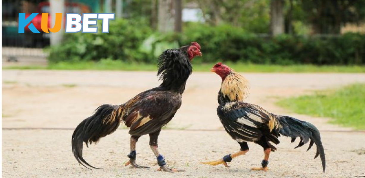 Vì sao nên xem & cược đá gà tại CJ5582.NET?